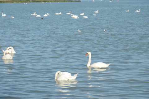 Budapest: Balatonsjön och Herend - privat heldagsutflykt