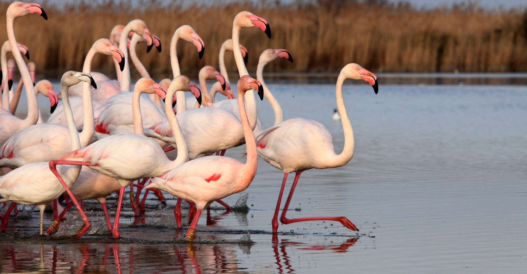 De Avignon, Camargue d'une demi-journée et Saintes-Maries-de-la-Mer - Hizvo