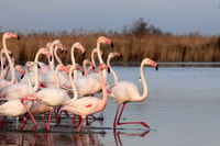 De Avignon, Camargue d'une demi-journée et Saintes-Maries-de-la-Mer - Hizvo