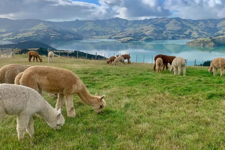 Excursión de un día a Akaroa desde ChristchurchExcursión de un día a Akaroa