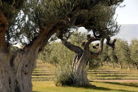 Midday Olive Oil Tour and Visit to Old Town of Belchite