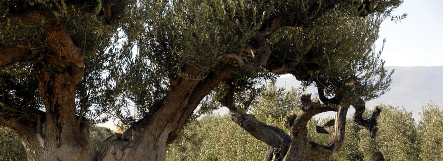 Visite de l'huile d'olive à midi et de la vieille ville de Belchite