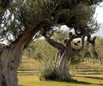 Midday Olive Oil Tour and Visit to Old Town of Belchite