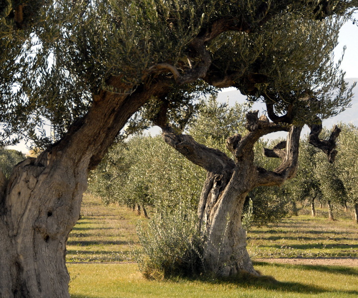Midday Olive Oil Tour and Visit to Old Town of Belchite