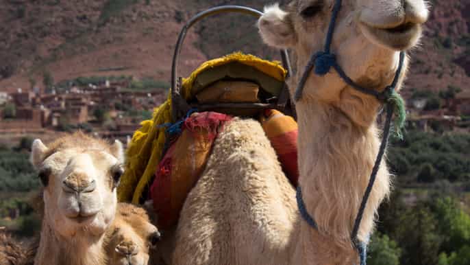 marrakech passeio de camelo e trilha cordilheira do atlas