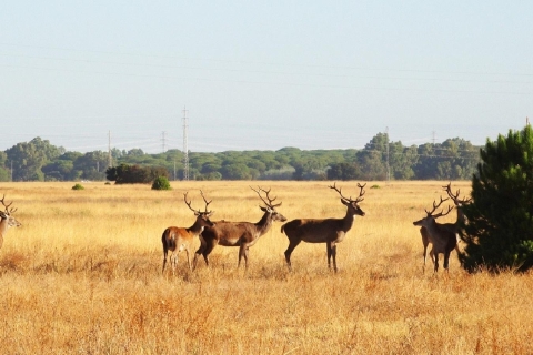 Doñana National Park: 2-Day Tour from Seville