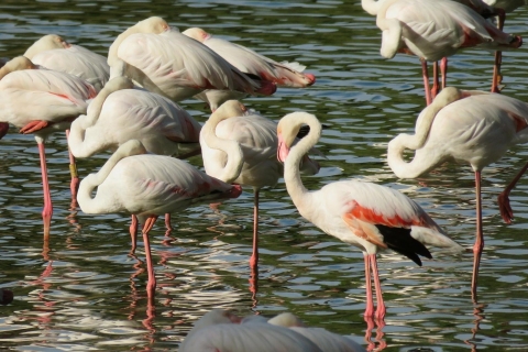 Doñana National Park: 2-Day Tour from Seville