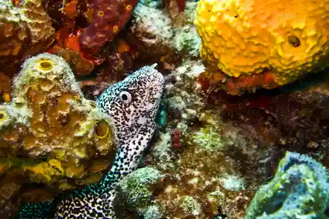 Excursión de snorkel más tour privado por Isla Mujeres