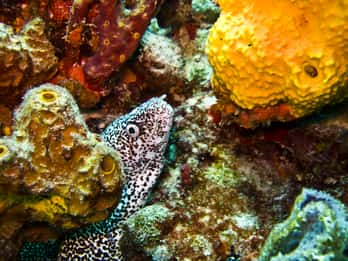 Tour di snorkeling più tour privato di Isla Mujeres