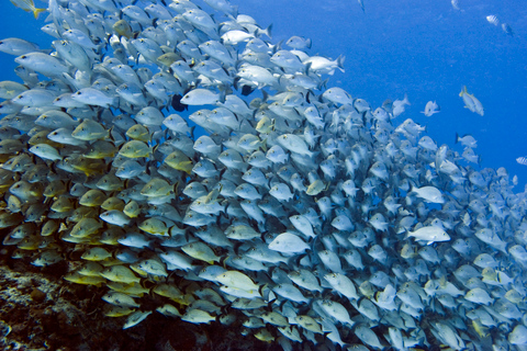 Excursión de snorkel más Excursión Privada a Isla MujeresOpción Estándar