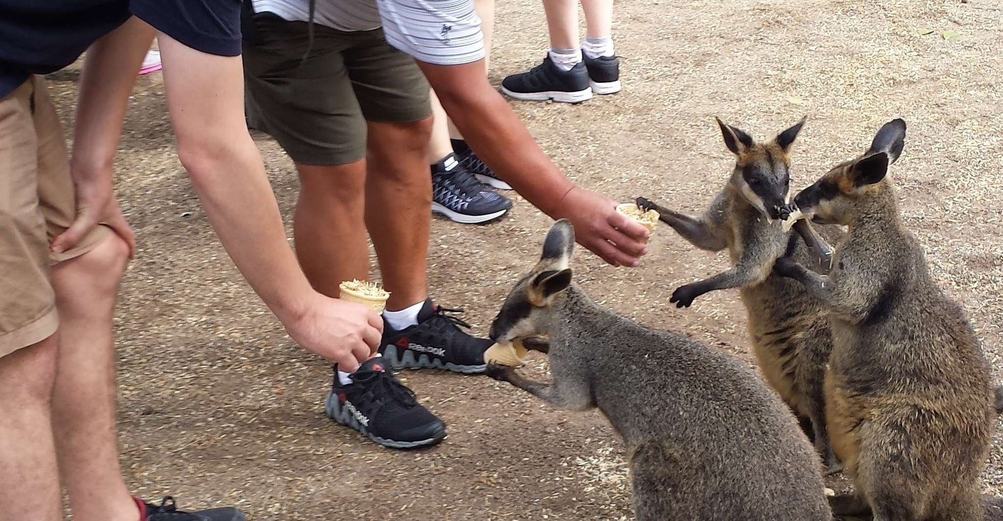 Da Sydney, Boutique Uncharted Blue Mountains Tour - Hizvo