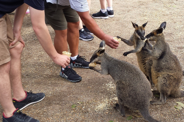 Vanuit Sydney: Boutique Uncharted Blue Mountains Tour