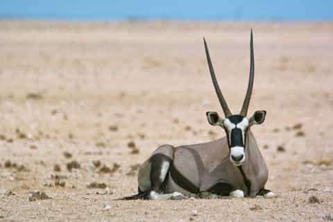 Walvis Bay: tour completo di fotografia naturalistica