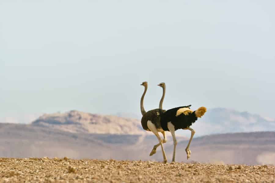 Namib-Naukluft-Park: Tagestour zu Landschaft, Bergen und Tieren. Foto: GetYourGuide Namib-Naukluft-Park: Tagestour zu Landschaft, Bergen und Tieren. Foto: GetYourGuide