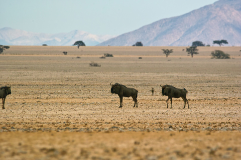 Walvis Bay: Dagstur med landskap, berg och vilda djurWalvis Bay: Wildlife Photography heldagsutflykt