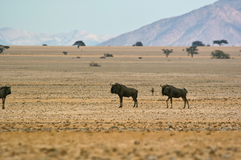 Walvis Bay: Dagstur med landskap, berg och vilda djurWalvis Bay: Wildlife Photography heldagsutflykt