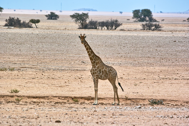 Walvis Bay: Dagstur med landskap, berg och vilda djurWalvis Bay: Wildlife Photography heldagsutflykt