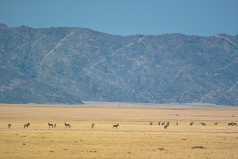Walvis Bay: Dagstur med landskap, berg och vilda djurWalvis Bay: Wildlife Photography heldagsutflykt