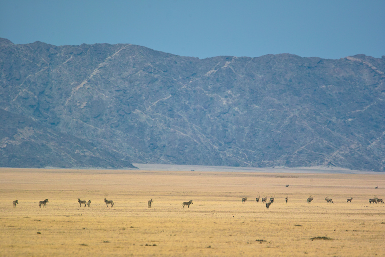 Walvis Bay: Dagstur med landskap, berg och vilda djurWalvis Bay: Wildlife Photography heldagsutflykt