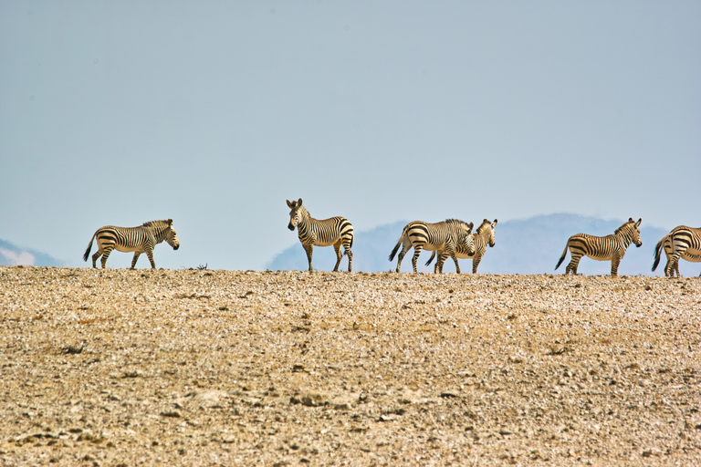 Walvis Bay: Dagstur med landskap, berg och vilda djurWalvis Bay: Wildlife Photography heldagsutflykt