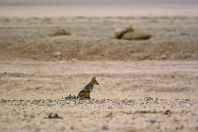 Walvis Bay: Dagstur med landskap, berg och vilda djurWalvis Bay: Wildlife Photography heldagsutflykt