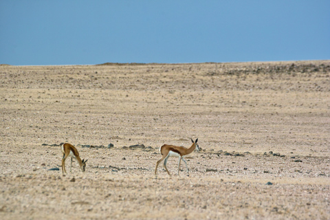 Walvis Bay: Dagstur med landskap, berg och vilda djurWalvis Bay: Wildlife Photography heldagsutflykt