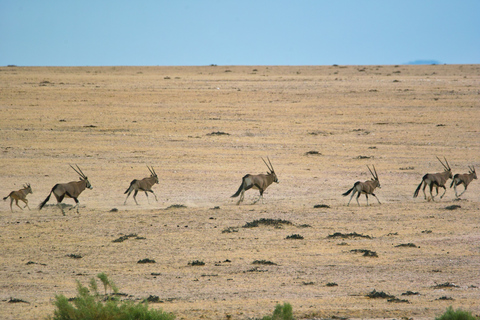 Walvis Bay: Dagstur med landskap, berg och vilda djurWalvis Bay: Wildlife Photography heldagsutflykt