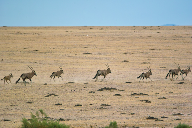 Walvis Bay: Dagstur med landskap, berg och vilda djurWalvis Bay: Wildlife Photography heldagsutflykt