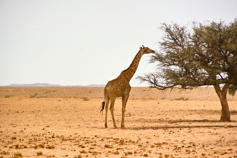 Walvis Bay: Dagstur med landskap, berg och vilda djurWalvis Bay: Wildlife Photography heldagsutflykt