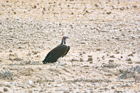 Walvis Bay: Dagstur med landskap, berg och vilda djurWalvis Bay: Wildlife Photography heldagsutflykt