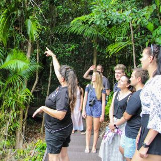 From Cairns: Daintree Wilderness & Cape Tribulation Bus Tour