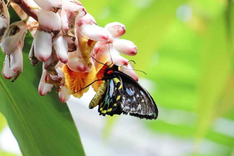 Kuranda: Australian Butterfly Sanctuary | GetYourGuide