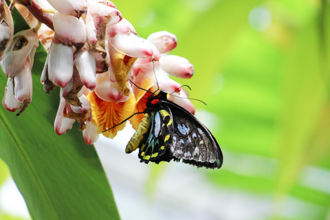 Cairns: sanctuaire australien des papillons