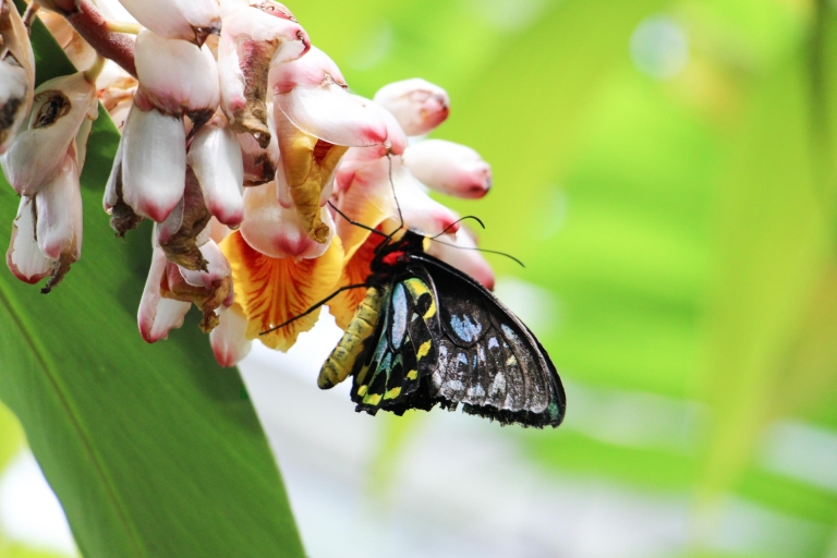 Cairns: Australian Butterfly Sanctuary