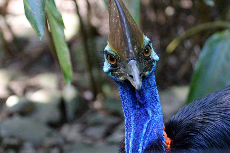 Forfait Kuranda, Cairns et Port Douglas à 4 parcs