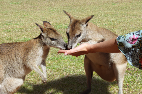 Paket med flera parker i Kuranda, Cairns och Port Douglas