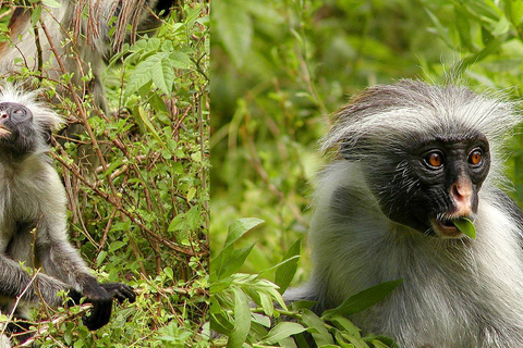 Stone Town: Private Jozani Chwaka Bay National Park Tour Tour & Transfer from Outside of Stone Town