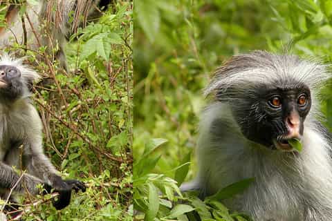 Stone Town: Private Jozani Chwaka Bay National Park Tour