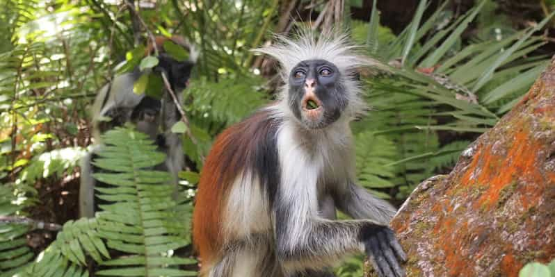 Stone Town Private Jozani Chwaka Bay National Park Tour GetYourGuide