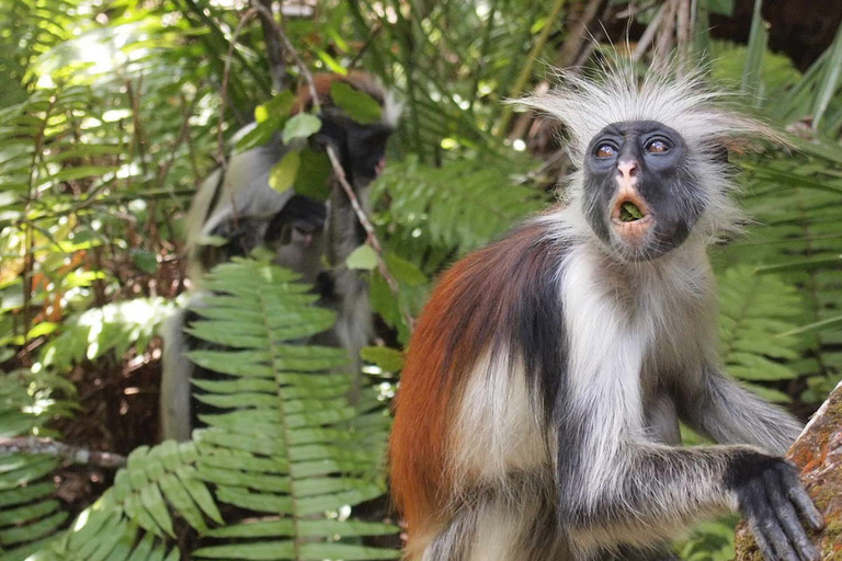 Stone Town: Private Jozani Chwaka Bay National Park Tour Tour & Transfer from Outside of Stone Town