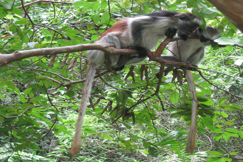 Stone Town: Private Jozani Chwaka Bay National Park Tour Tour & Transfer from Outside of Stone Town