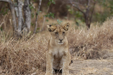 Arusha: passeio de um dia no Parque Nacional de Tarangire com safári