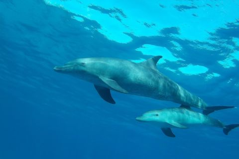 Hurghada: gita di snorkeling nel Mar Rosso della casa dei delfini di El Gouna