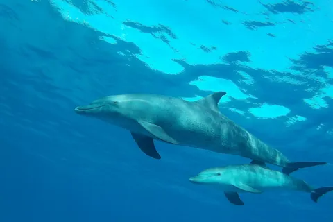 Hurghada: Delfinbeobachtung & Schnorcheln mit privatem Transfer