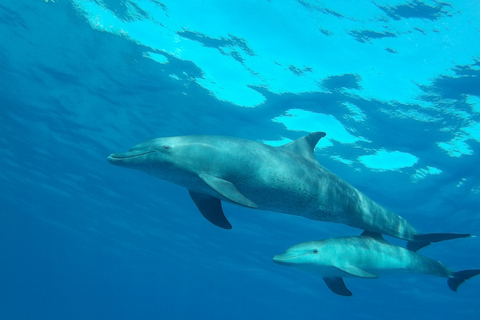 Hurghada : Observation des dauphins et plongée en apnée avec transfert privéExcursion avec transfert privé