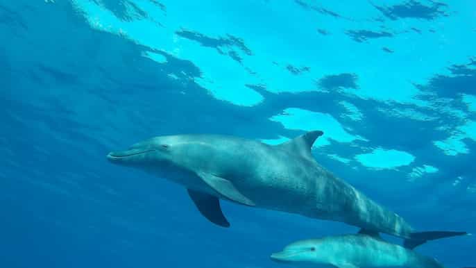 hurghada el gouna mar vermelho snorkeling trip