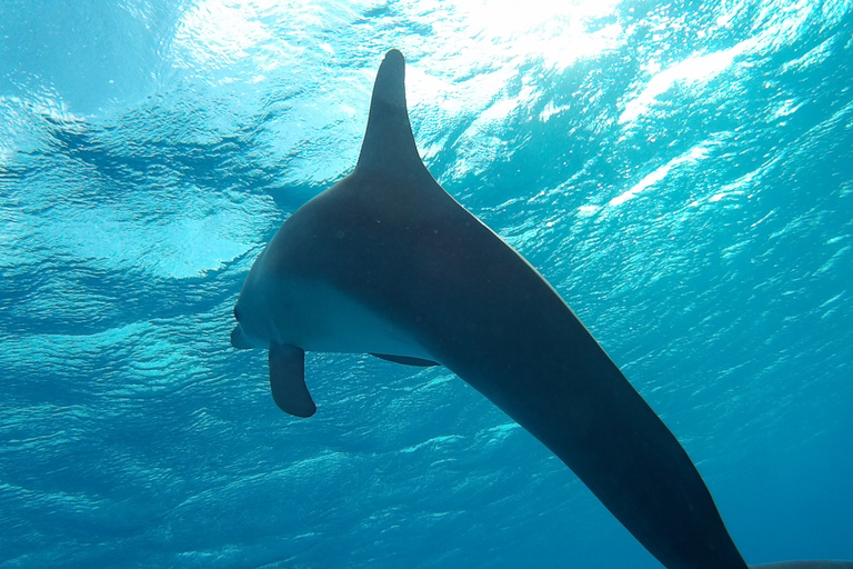 Hurghada : Observation des dauphins et plongée en apnée avec transfert privéExcursion avec transfert privé