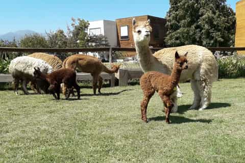 Santiago: Petróglifos Incas, Alpacas e Experiência do Vinho