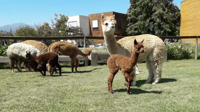santiago petroglifos andinos alpacas e experiência vitivinícola