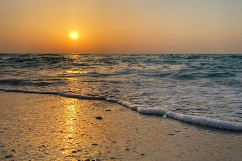 Al Shahama: Luxury Beach Horseback Riding Experience Luxury Beach Ride with Picnic